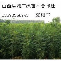 一年生北欒小苗大量低價(jià)優(yōu)惠供應(yīng)