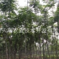 欒樹小苗