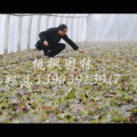 大量供應(yīng)美國紅楓扦插小苗，質(zhì)量保證，！