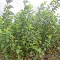 出售櫻花。白玉蘭\櫻花,架接日本櫻花