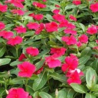 長(zhǎng)春花，天天開(kāi)，垂吊牽牛