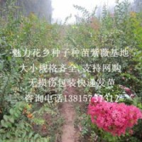 江蘇銷量的紫薇苗基地專供大小規(guī)格紫薇樹(shù)苗