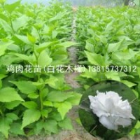 栽植雞肉花種苗2014之后最掙錢的項(xiàng)目