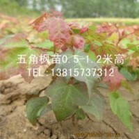 五角槭小樹(shù)苗批發(fā)五角槭樹(shù)苗低價(jià)銷售
