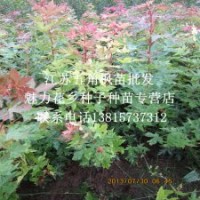彩葉樹小苗五角槭高度0.5-1米也叫五角楓苗