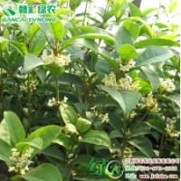 天香臺閣 四季開花 香氣濃郁 桂花小苗供應(yīng)包成活—江西綠農(nóng)發(fā)展