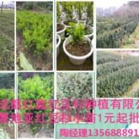 曼地亞紅豆杉小苗出售，500萬(wàn)供應(yīng)量，基地直銷