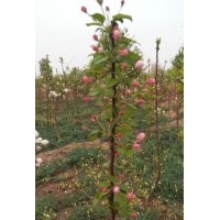 當(dāng)年開花的八棱海棠小苗