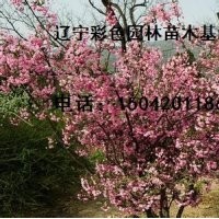 印第安魔力海棠、二年生印第安魔力海棠苗