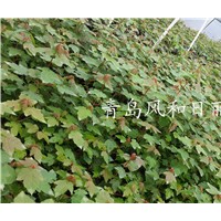 供應(yīng)美國(guó)紅點(diǎn)紅楓小苗