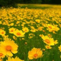 供應金雞菊廠家|青州黑心菊批發(fā)價格