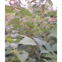 櫸樹