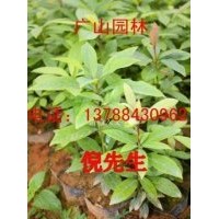 大量供應(yīng)金絲楠木苗、紅豆杉苗、桂花苗、竹柏苗、銀杏