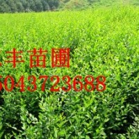 白榆小苗