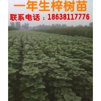 供應(yīng)當(dāng)年生梓樹(shù)苗200萬(wàn)株，楸樹(shù)苗80萬(wàn)株