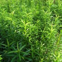 江西供應(yīng)青錢柳基地，江西哪里有青錢柳小苗，江西供應(yīng)竹柏小苗