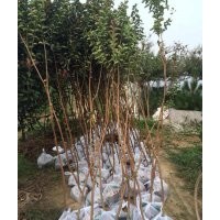 重慶紅火箭紫薇基地