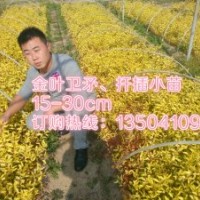 金葉衛(wèi)矛15-30cm、2.5元/棵