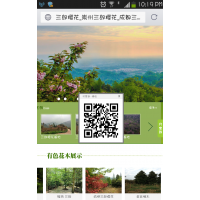 長期供應(yīng)櫻花、桂花、銀杏
