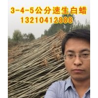 皂戶李鎮(zhèn)速生白蠟苗圃 皂戶李鎮(zhèn)速生白蠟苗