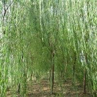 博野速生垂柳基地|速生垂柳價(jià)格|速生垂柳批發(fā)