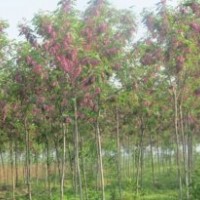 香花槐