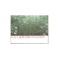 垂柳價(jià)格、垂柳產(chǎn)地、河北垂柳