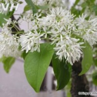 苗木-苗木供應(yīng)商（雪羅，流蘇苗，油根子）