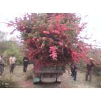 大紅桃花苗,紅葉碧桃花苗，綠葉碧桃花