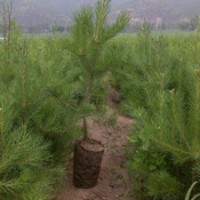 側(cè)柏 油松 黑松