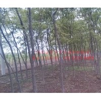 出售保定欒樹