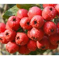 蒙山紅山楂苗，沂蒙巨型山楂苗，臨沂大甜山楂