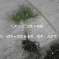 一年生黑松床苗一米高黑松小苗錦涵苗木場供應(yīng)各種規(guī)格黑松苗