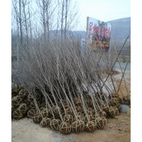 大量供應(yīng)石榴樹(shù)苗木、石榴樹(shù)盆景、盆栽石榴樹(shù)