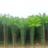 供應(yīng)、各種綠化大小苗木、
