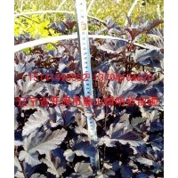 批發(fā)小苗；金葉復(fù)葉槭、金葉水臘、金紫風(fēng)箱果