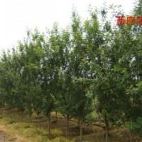 大量批發(fā)西府海棠小苗 行道樹(shù)西府海棠 工程綠化西府海棠樹(shù)苗