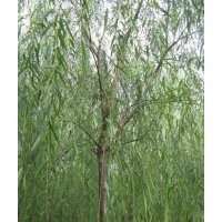 107楊樹，保定柳樹最便宜