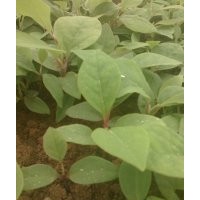 供應(yīng)紫玉蘭、酸柑、竹柏奶苗