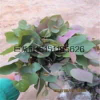 可以嫁接加拿大紫荊粘木10厘米高巨紫荊床苗4月供應(yīng)