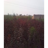 綠化苗