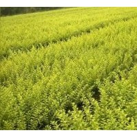 大葉黃楊，紅葉石楠，小葉女貞，小葉黃楊,