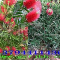 多花紅千層苗 美花紅千層苗 紅千層價格