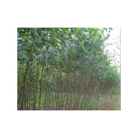 速生楊/速生楊價格/速生楊小苗種植苗圃