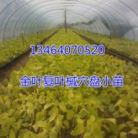 供應金葉復葉槭穴盤扦插小苗