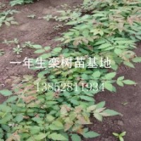 供應(yīng)一年生欒樹苗粗度在0.8公分左右欒樹樹苗價(jià)格