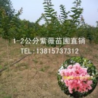一公分粗紫薇苗木價(jià)格