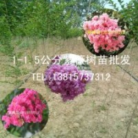 江蘇2米高紫薇樹(shù)苗的價(jià)格