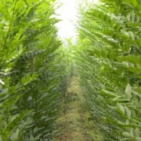 供應(yīng)2米 2.5米 3米速生國槐小苗 速生國槐價格
