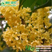 喬木—金球桂 正宗桂花小苗供應(yīng) 極品桂花圖片|價格—江西綠農(nóng)